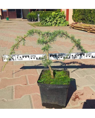 Кедр ліванський Глаука Пендула | Cedrus libani Glauca Pendula | Кедр ливанский Глаука Пендула