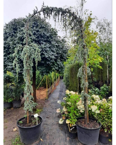 Кедр ліванський Глаука Пендула | Cedrus libani Glauca Pendula | Кедр ливанский Глаука Пендула