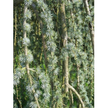 Кедр ліванський Глаука Пендула | Cedrus libani Glauca Pendula | Кедр ливанский Глаука Пендула