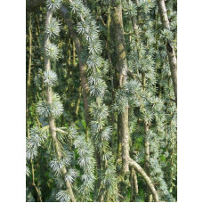 Кедр ліванський Глаука Пендула | Cedrus libani Glauca Pendula | Кедр ливанский Глаука Пендула