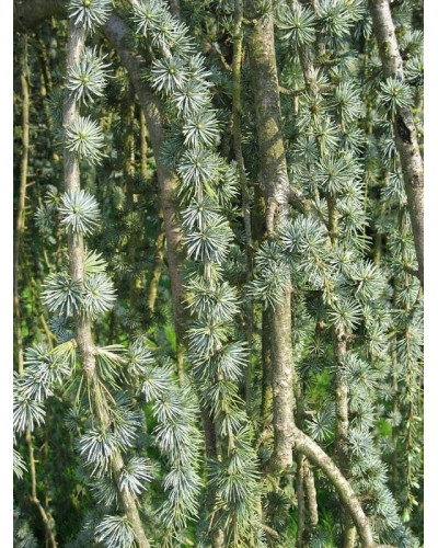 Кедр ліванський Глаука Пендула | Cedrus libani Glauca Pendula | Кедр ливанский Глаука Пендула