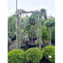Кедр ліванський Глаука Пендула | Cedrus libani Glauca Pendula | Кедр ливанский Глаука Пендула