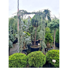 Кедр ліванський Глаука Пендула | Cedrus libani Glauca Pendula | Кедр ливанский Глаука Пендула