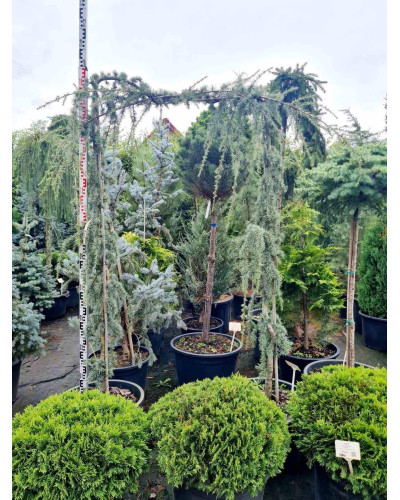 Кедр ліванський Глаука Пендула | Cedrus libani Glauca Pendula | Кедр ливанский Глаука Пендула