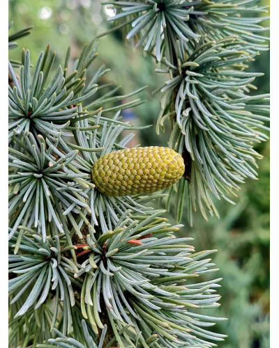 Кедр ліванський Глаука Пендула | Cedrus libani Glauca Pendula | Кедр ливанский Глаука Пендула