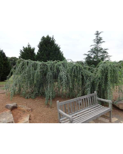 Кедр ліванський Глаука Пендула | Cedrus libani Glauca Pendula | Кедр ливанский Глаука Пендула
