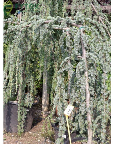 Кедр ліванський Глаука Пендула | Cedrus libani Glauca Pendula | Кедр ливанский Глаука Пендула