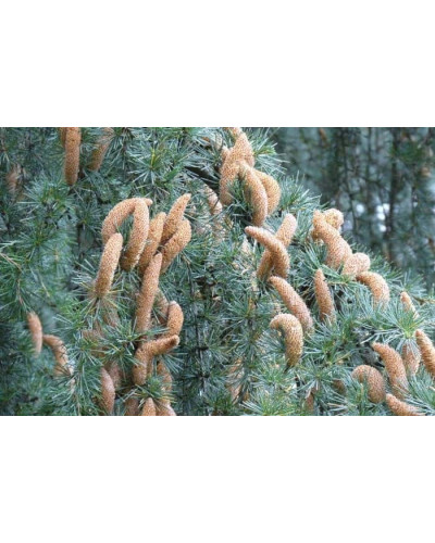 Кедр ліванський Глаука Пендула | Cedrus libani Glauca Pendula | Кедр ливанский Глаука Пендула