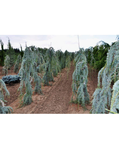 Кедр ліванський Глаука Пендула | Cedrus libani Glauca Pendula | Кедр ливанский Глаука Пендула