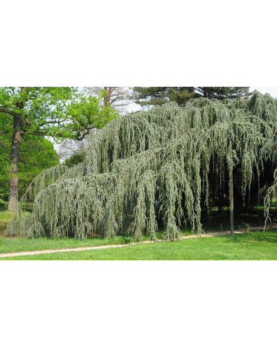 Кедр ліванський Глаука Пендула | Cedrus libani Glauca Pendula | Кедр ливанский Глаука Пендула
