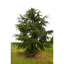 Кедр ліванський Атлантика | Cedrus libani Atlantica | Кедр ливанский Атлантика