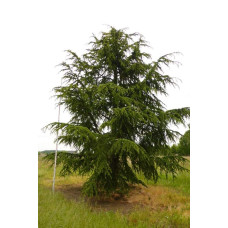 Кедр ліванський Атлантика | Cedrus libani Atlantica | Кедр ливанский Атлантика
