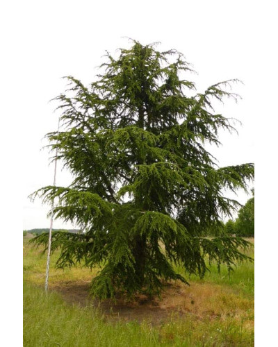 Кедр ліванський Атлантика | Cedrus libani Atlantica | Кедр ливанский Атлантика