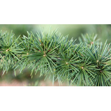 Кедр ліванський Атлантика | Cedrus libani Atlantica | Кедр ливанский Атлантика