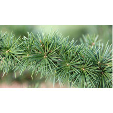 Кедр ліванський Атлантика | Cedrus libani Atlantica | Кедр ливанский Атлантика