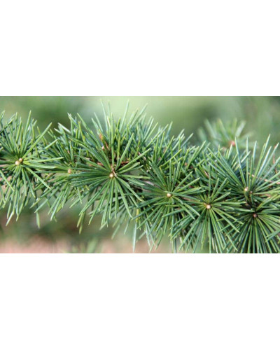 Кедр ліванський Атлантика | Cedrus libani Atlantica | Кедр ливанский Атлантика