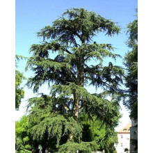 Кедр ліванський Атлантика | Cedrus libani Atlantica | Кедр ливанский Атлантика