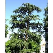 Кедр ліванський Атлантика | Cedrus libani Atlantica | Кедр ливанский Атлантика