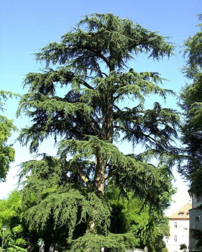 Кедр ліванський Атлантика | Cedrus libani Atlantica | Кедр ливанский Атлантика