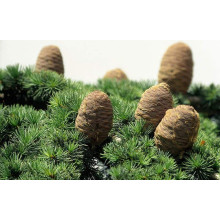 Кедр ліванський Атлантика | Cedrus libani Atlantica | Кедр ливанский Атлантика