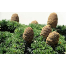 Кедр ліванський Атлантика | Cedrus libani Atlantica | Кедр ливанский Атлантика
