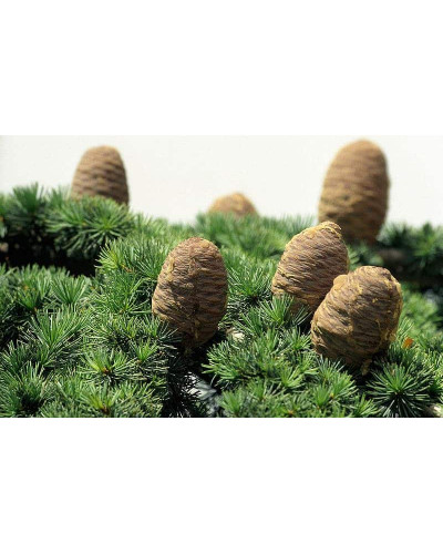 Кедр ліванський Атлантика | Cedrus libani Atlantica | Кедр ливанский Атлантика
