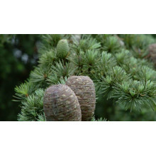 Кедр ліванський Атлантика | Cedrus libani Atlantica | Кедр ливанский Атлантика