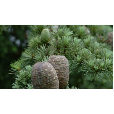 Кедр ліванський Атлантика | Cedrus libani Atlantica | Кедр ливанский Атлантика