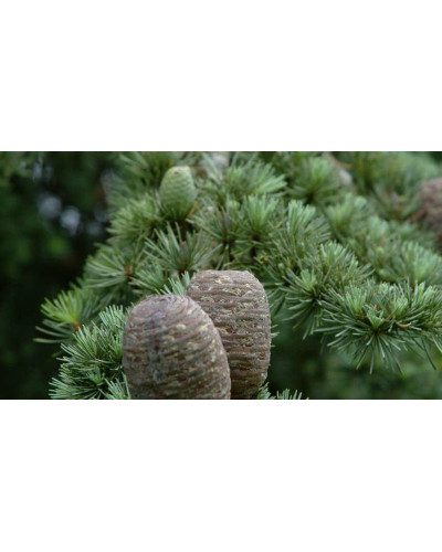 Кедр ліванський Атлантика | Cedrus libani Atlantica | Кедр ливанский Атлантика