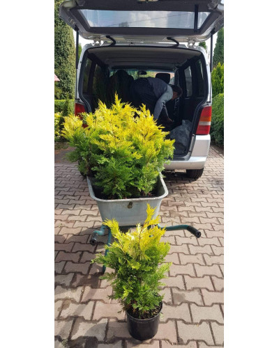 Купрессоципарис Лейланда Голд Райдер / Голд Рідер | Cupressocyparis leylandii Gold Rider | Купрессоципарис Лейланда Голд Райдер / Голд Ридер