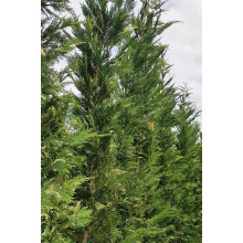Купрессоципарис Лейланда Варієгата | Cupressocyparis leylandii Variegata | Купрессоципарис Лейланда Вариегата