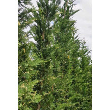 Купрессоципарис Лейланда Варієгата | Cupressocyparis leylandii Variegata | Купрессоципарис Лейланда Вариегата