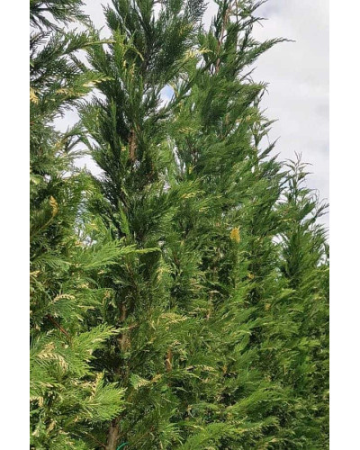 Купрессоципарис Лейланда Варієгата | Cupressocyparis leylandii Variegata | Купрессоципарис Лейланда Вариегата