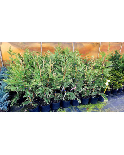 Купрессоципарис Лейланда Варієгата | Cupressocyparis leylandii Variegata | Купрессоципарис Лейланда Вариегата