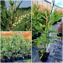 Купрессоципарис Лейланда Варієгата | Cupressocyparis leylandii Variegata | Купрессоципарис Лейланда Вариегата