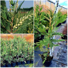 Купрессоципарис Лейланда Варієгата | Cupressocyparis leylandii Variegata | Купрессоципарис Лейланда Вариегата