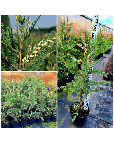 Купрессоципарис Лейланда Варієгата | Cupressocyparis leylandii Variegata | Купрессоципарис Лейланда Вариегата