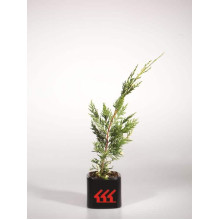 Купрессоципарис Лейланда Варієгата | Cupressocyparis leylandii Variegata | Купрессоципарис Лейланда Вариегата