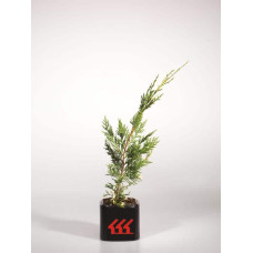 Купрессоципарис Лейланда Варієгата | Cupressocyparis leylandii Variegata | Купрессоципарис Лейланда Вариегата
