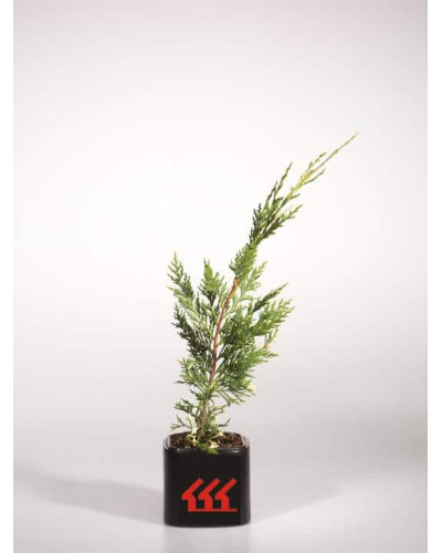 Купрессоципарис Лейланда Варієгата | Cupressocyparis leylandii Variegata | Купрессоципарис Лейланда Вариегата