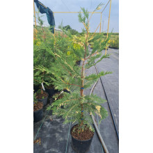 Купрессоципарис Лейланда Варієгата | Cupressocyparis leylandii Variegata | Купрессоципарис Лейланда Вариегата