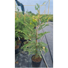Купрессоципарис Лейланда Варієгата | Cupressocyparis leylandii Variegata | Купрессоципарис Лейланда Вариегата