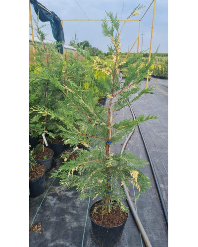 Купрессоципарис Лейланда Варієгата | Cupressocyparis leylandii Variegata | Купрессоципарис Лейланда Вариегата