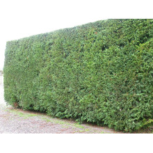 Купрессоципарис Лейланда Варієгата | Cupressocyparis leylandii Variegata | Купрессоципарис Лейланда Вариегата