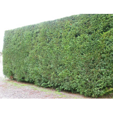 Купрессоципарис Лейланда Варієгата | Cupressocyparis leylandii Variegata | Купрессоципарис Лейланда Вариегата