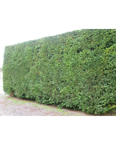 Купрессоципарис Лейланда Варієгата | Cupressocyparis leylandii Variegata | Купрессоципарис Лейланда Вариегата