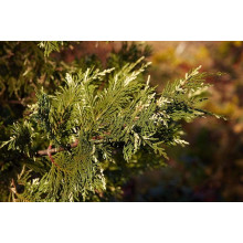 Купрессоципарис Лейланда Варієгата | Cupressocyparis leylandii Variegata | Купрессоципарис Лейланда Вариегата
