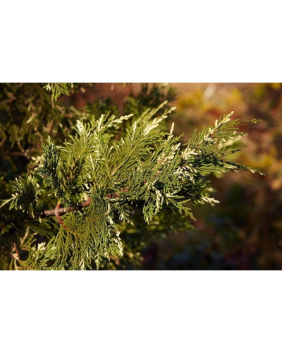 Купрессоципарис Лейланда Варієгата | Cupressocyparis leylandii Variegata | Купрессоципарис Лейланда Вариегата