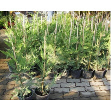 Купрессоципарис Лейланда Варієгата | Cupressocyparis leylandii Variegata | Купрессоципарис Лейланда Вариегата