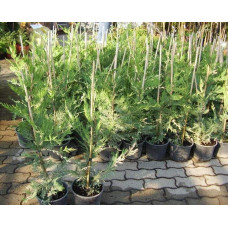 Купрессоципарис Лейланда Варієгата | Cupressocyparis leylandii Variegata | Купрессоципарис Лейланда Вариегата